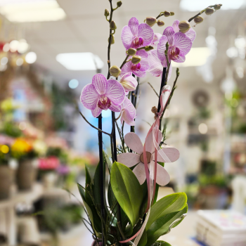 Orchidee_Quadratisch